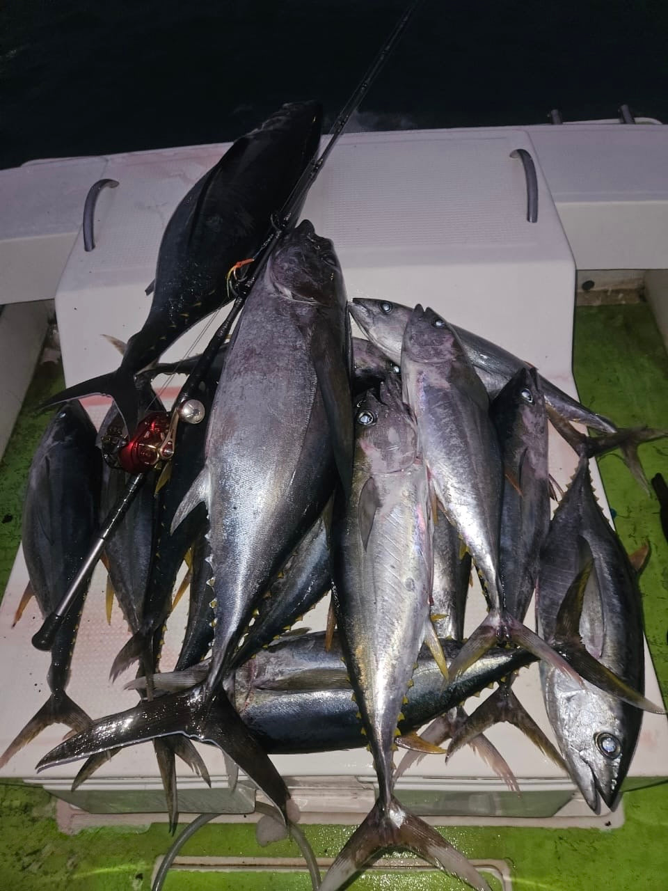 Gokuspe Jigging Evo 195cm