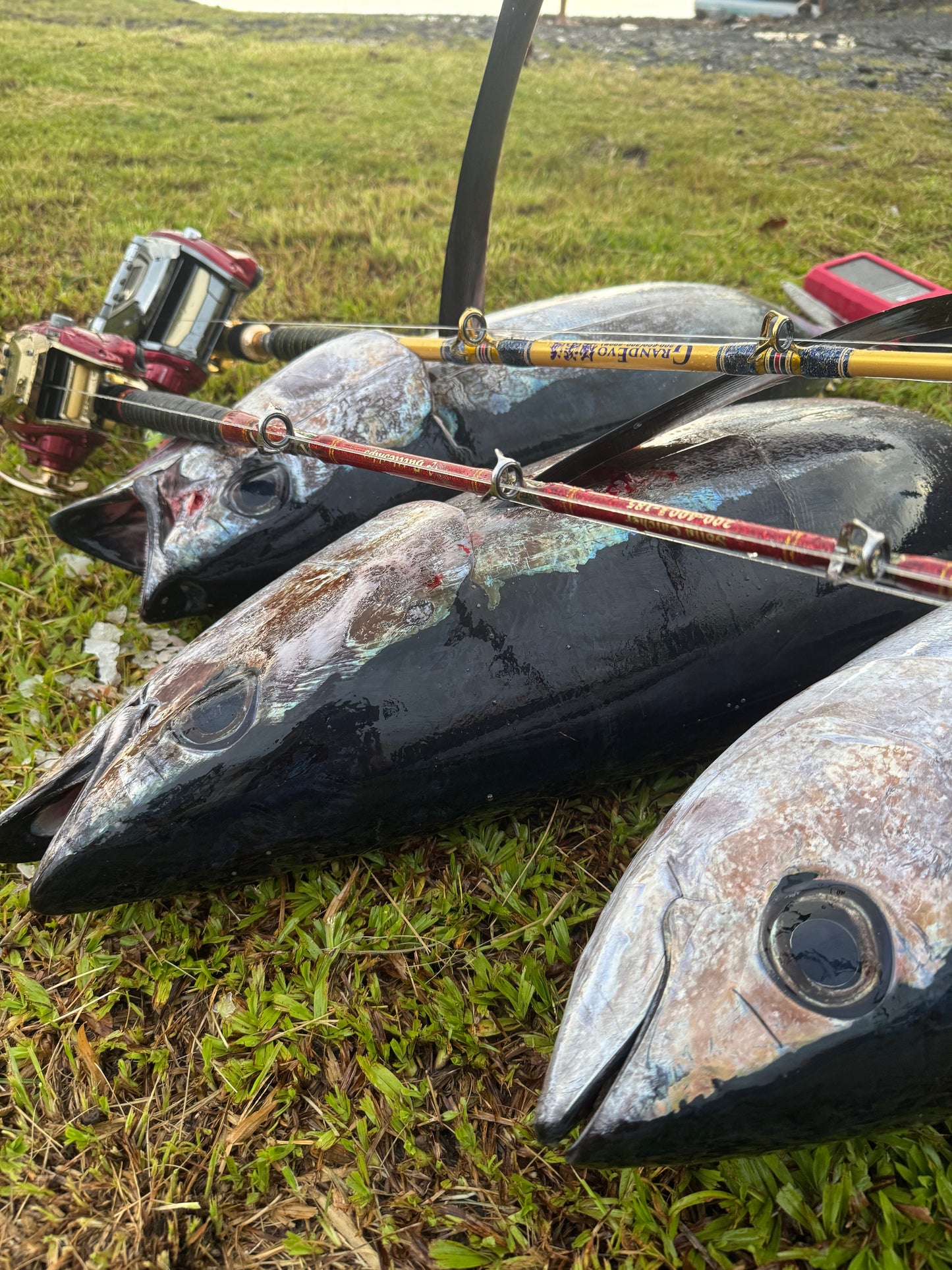 Gokuspe Grand Evo Yellow fin Tuna